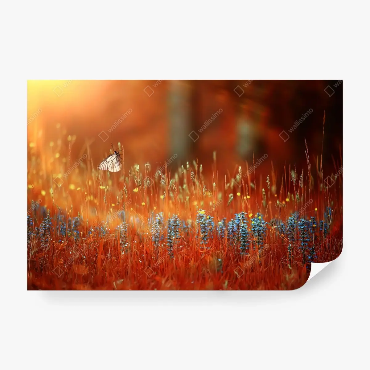 Wall mural butterfly in a golden meadow • Wallissimo®