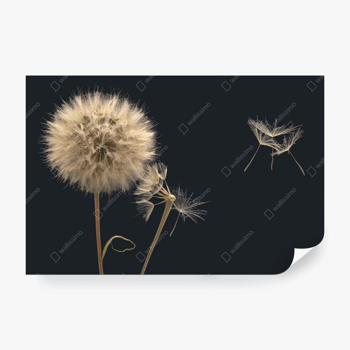 Wall mural delicate dandelion seeds on dark background ⁕ Wallissimo® Wall mural delicate dandelion seeds on dark background ⁕ Wallissimo®