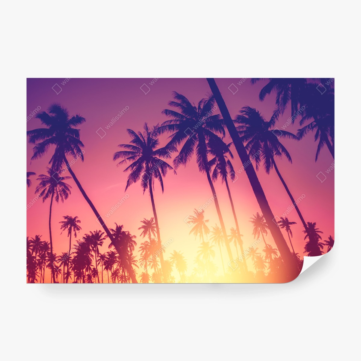 Wall mural tropical palm sunset silhouette • Wallissimo®