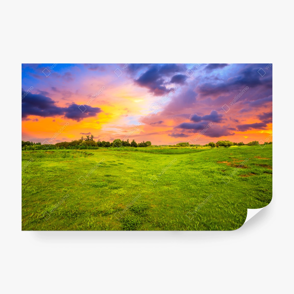Wall mural sunset over green meadow • Wallissimo®