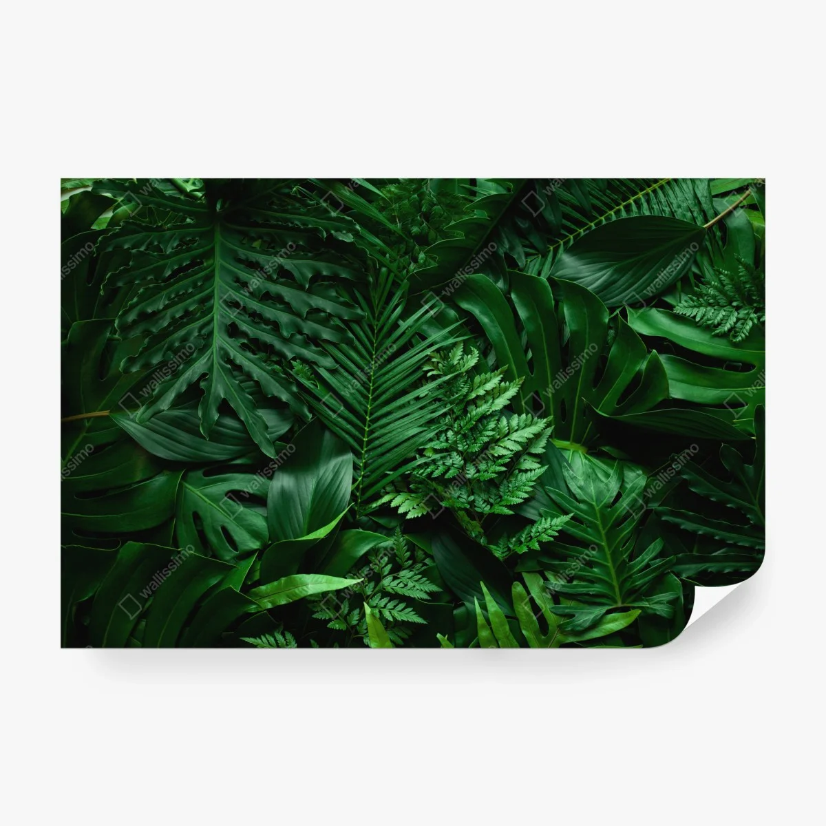 Wall mural lush tropical jungle leaves ⁕ Wallissimo® Wall mural lush tropical jungle leaves ⁕ Wallissimo®