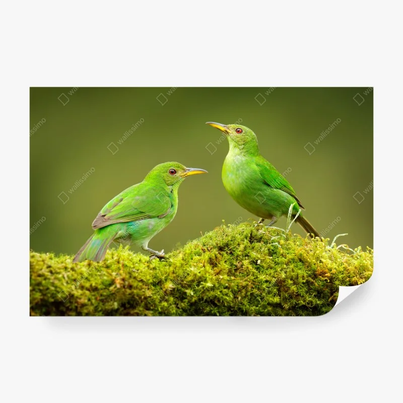 Wall mural vibrant green honeycreepers on moss