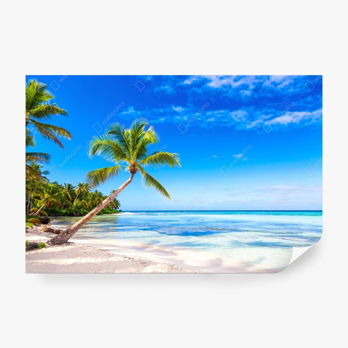 Wall mural tropical palm beach panorama • Wallissimo®