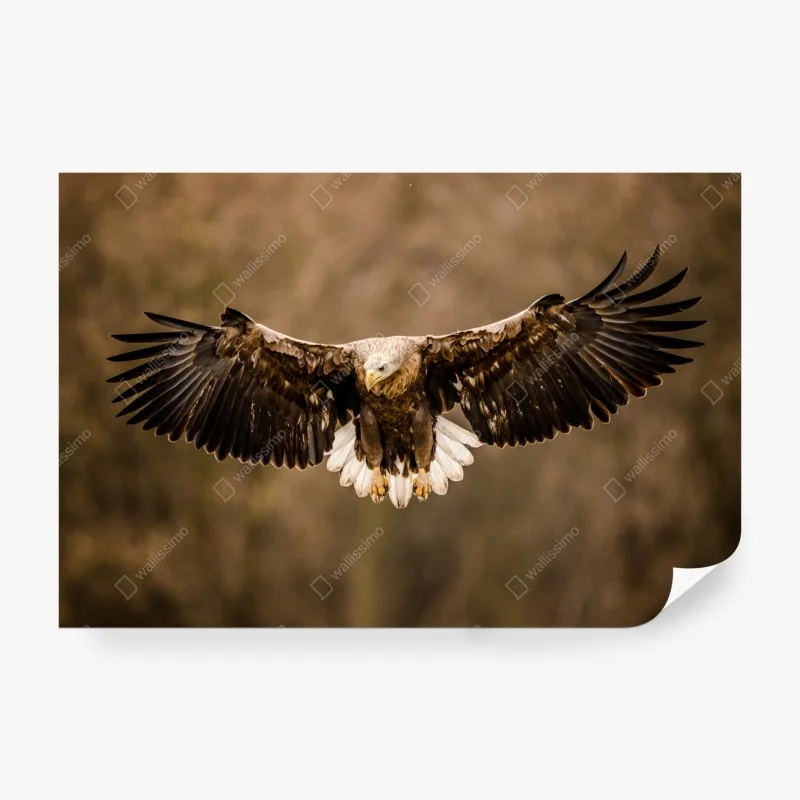 Wall mural majestic eagle in flight ⁕ Wallissimo® Wall mural majestic eagle in flight ⁕ Wallissimo®