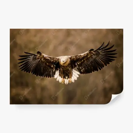 Wall mural majestic eagle in flight • Wallissimo®