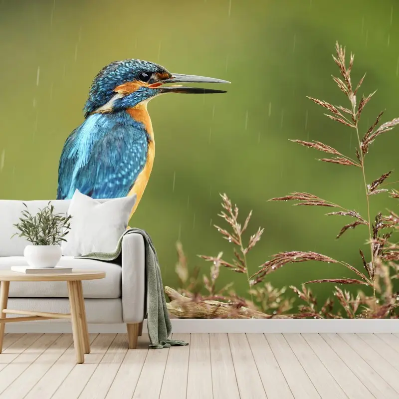 Wall mural vibrant kingfisher in the rain