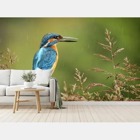 Wall mural vibrant kingfisher in the rain • Wallissimo®