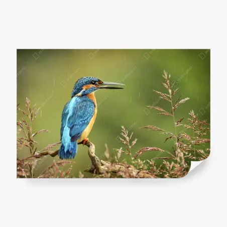 Wall mural vibrant kingfisher in the rain • Wallissimo®