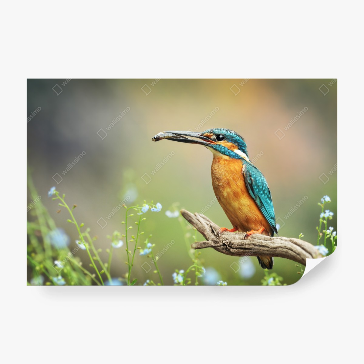 Wall mural kingfisher on branch with fish • Wallissimo®