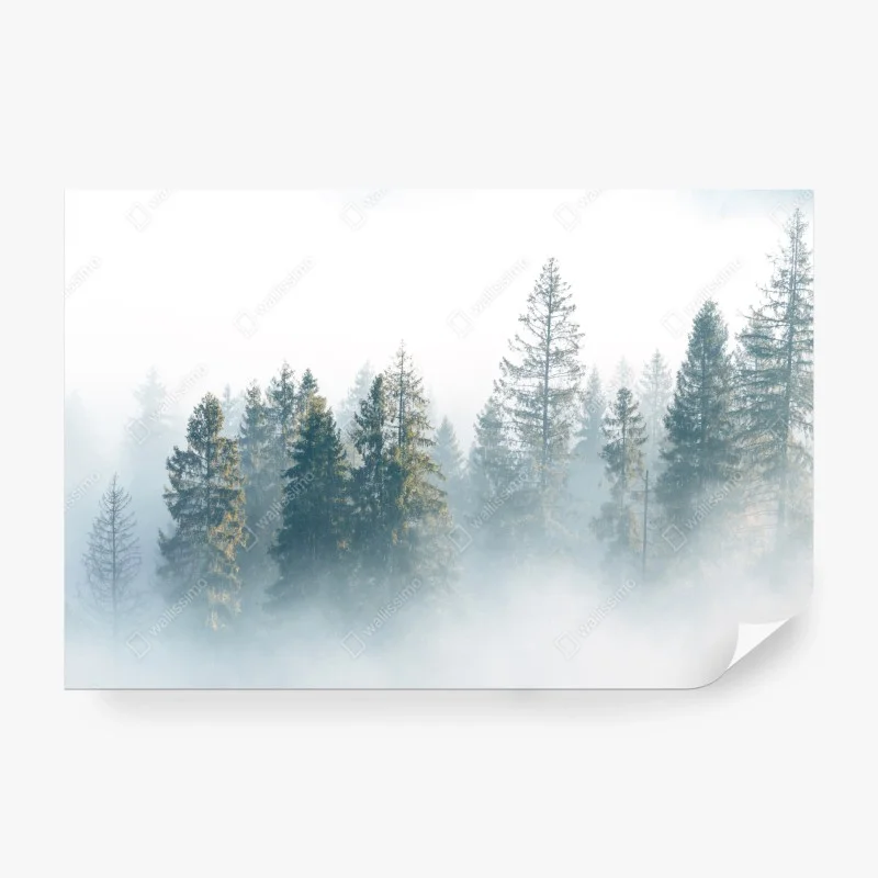 Wall mural misty spruce forest at dawn
