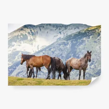 Wall mural horses on alpine hillside • Wallissimo®