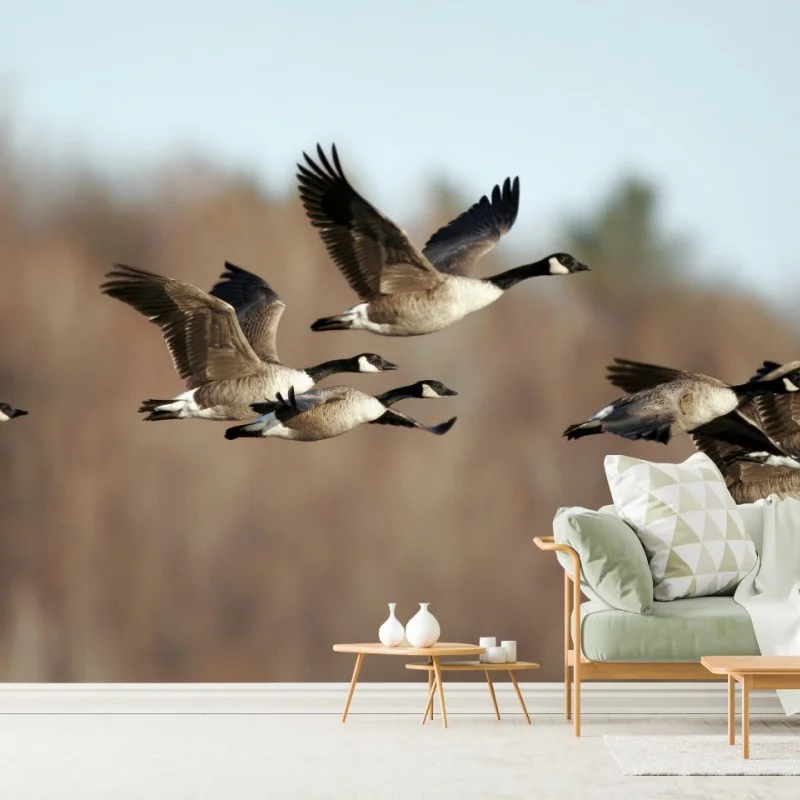 Wall mural geese in flight over autumn wetlands