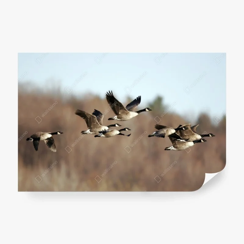 Wall mural geese in flight over autumn wetlands