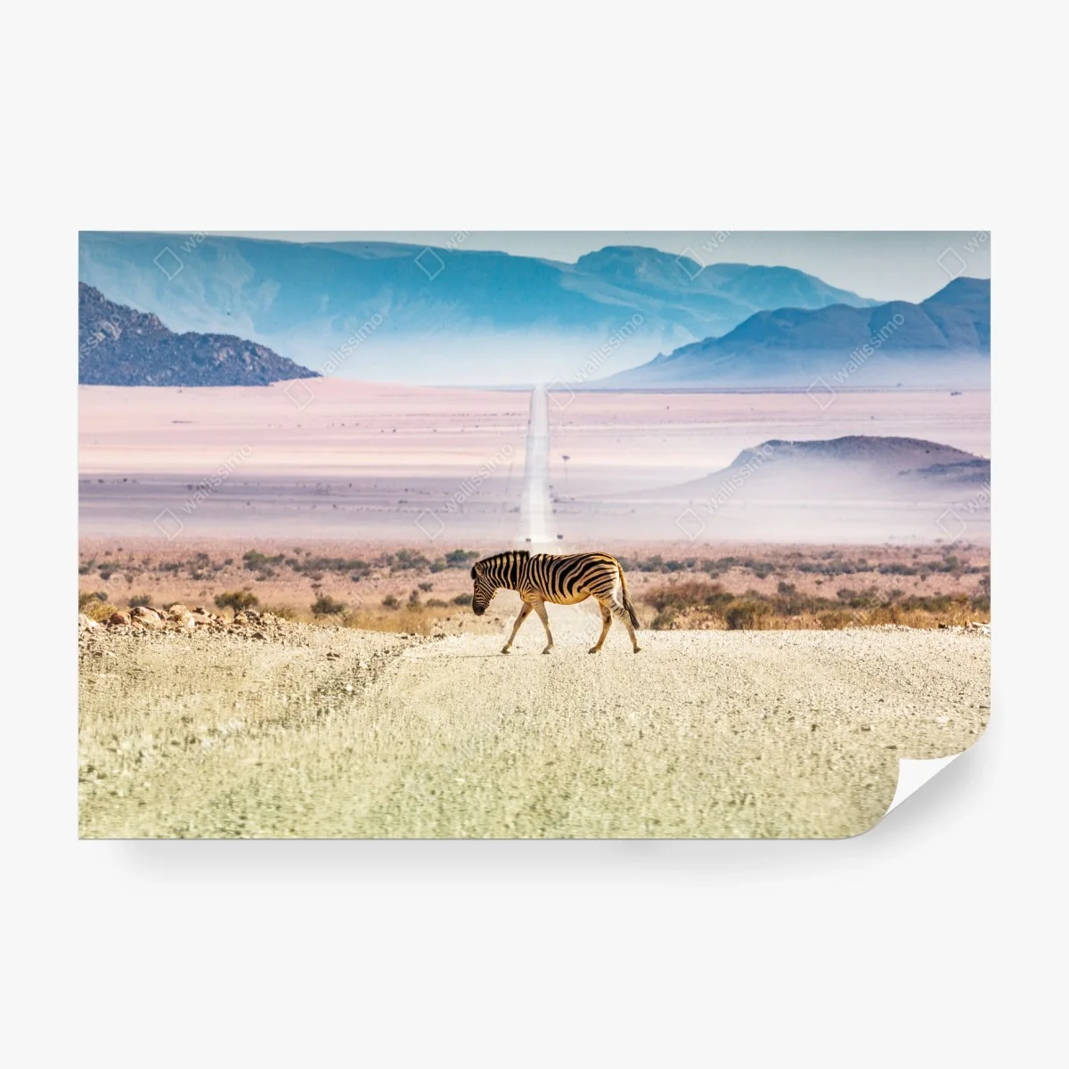 Wall mural zebra crossing the desert road • Wallissimo® Wall mural zebra crossing the desert road • Wallissimo®