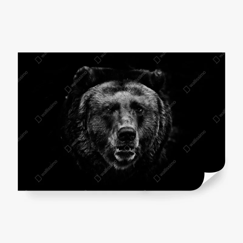 Wall mural moody grizzly bear portrait