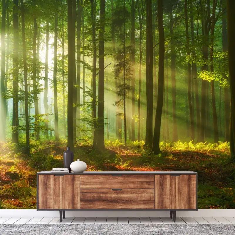 Wall mural morning light in a green forest