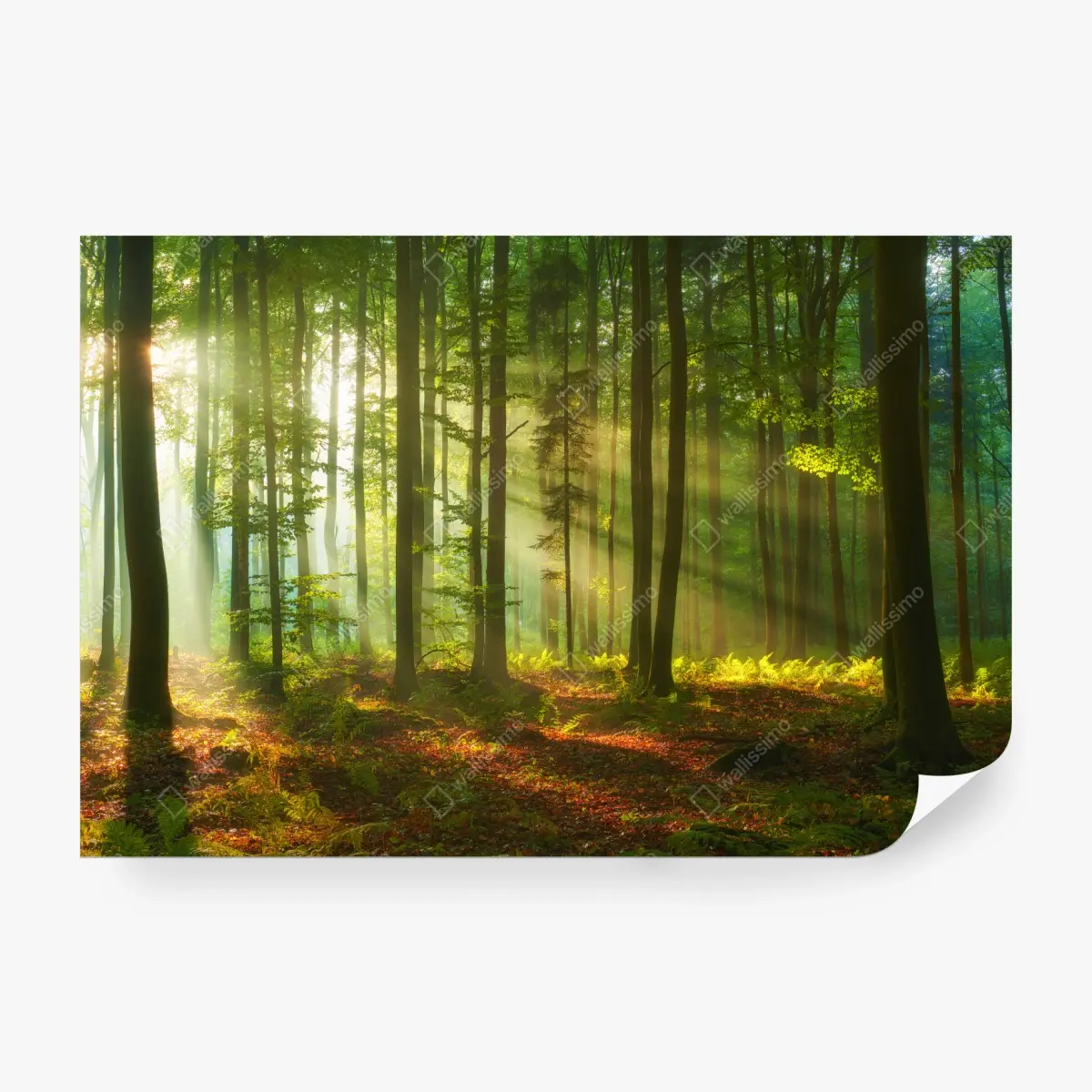 Wall mural morning light in a green forest • Wallissimo®