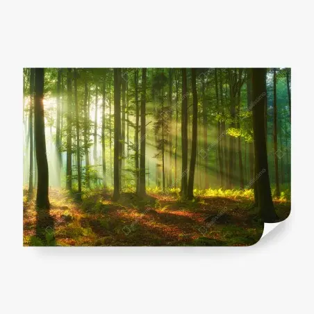 Wall mural morning light in a green forest • Wallissimo®