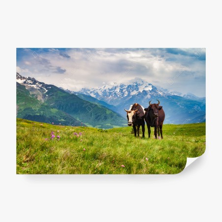 Wall mural alpine meadow with grazing cows • Wallissimo®