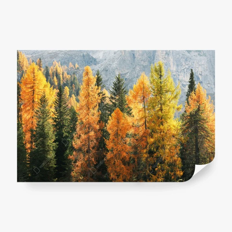 Wall mural golden autumn larch forest