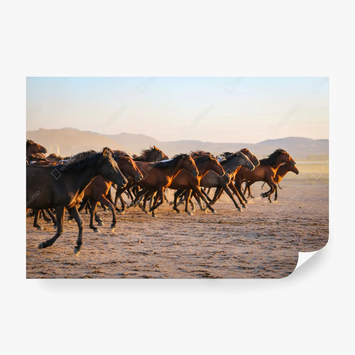 Wall mural yilki horses running in Kayseri field ⁕ Wallissimo®