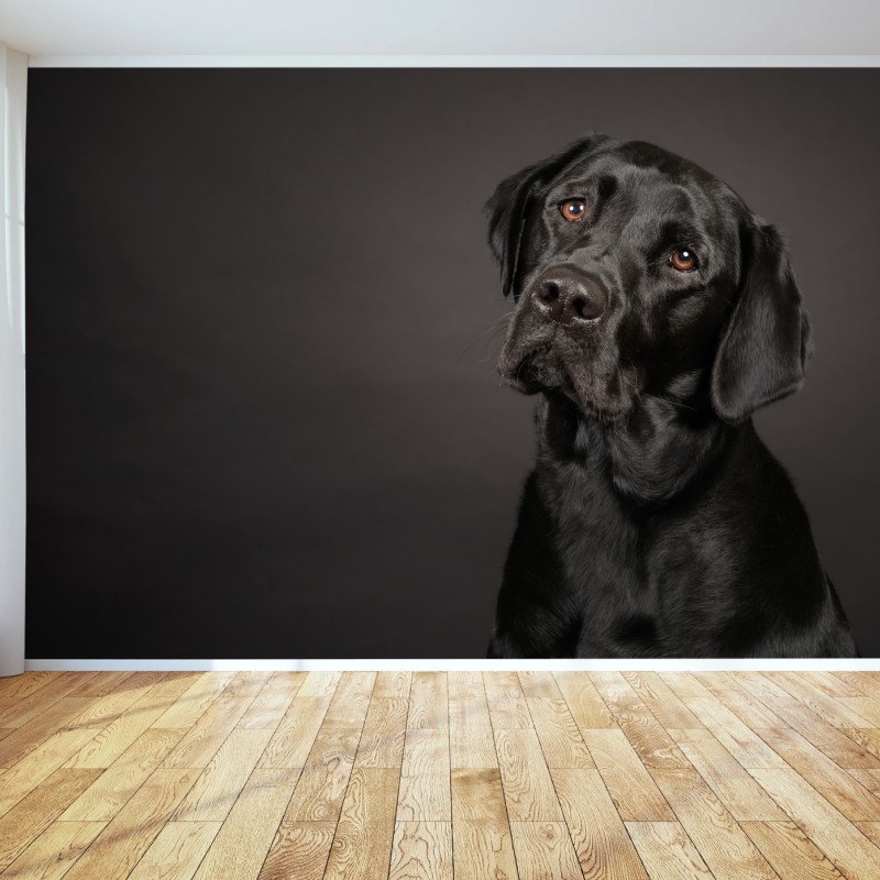 Wall mural black labrador studio portrait