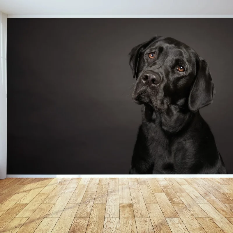 Wall mural black labrador studio portrait
