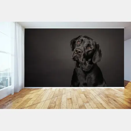 Wall mural black labrador studio portrait • Wallissimo®