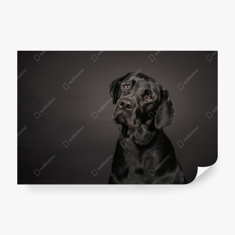 Wall mural black labrador studio portrait
