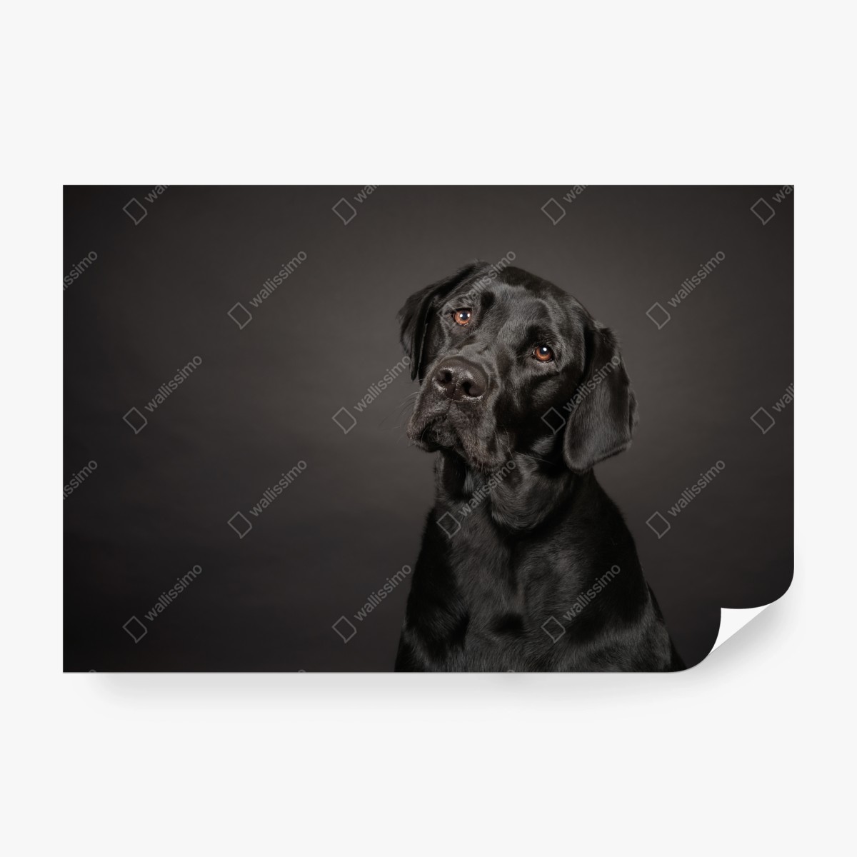 Wall mural black labrador studio portrait • Wallissimo®