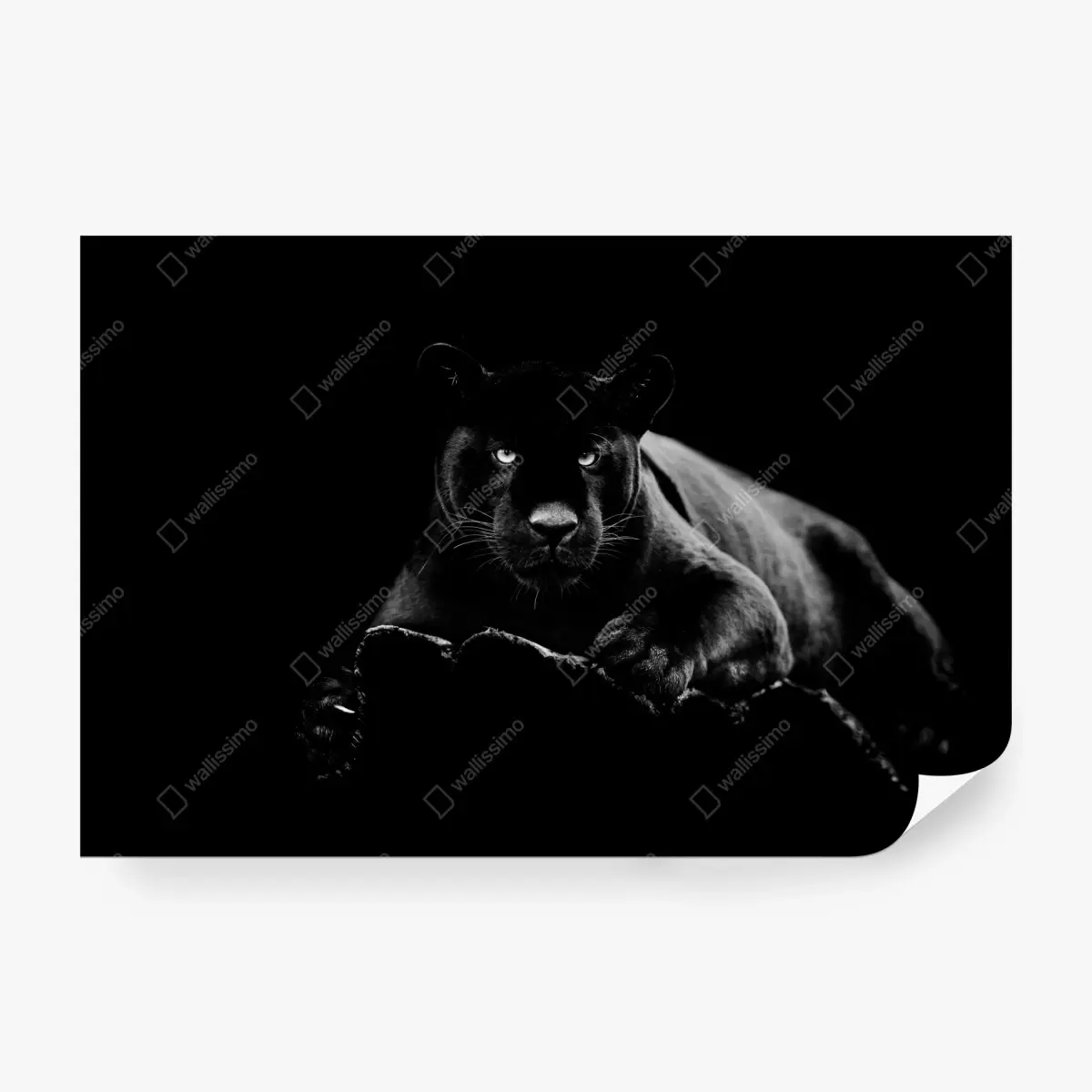 Wall mural majestic black panther portrait • Wallissimo®
