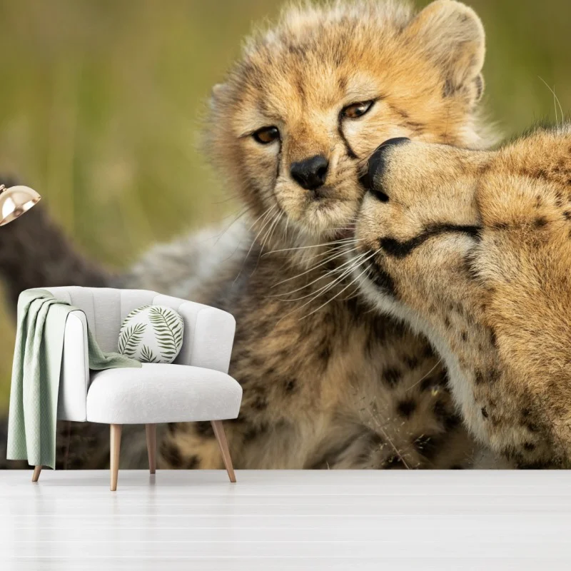 Wall mural cheetah mother and cub nuzzle