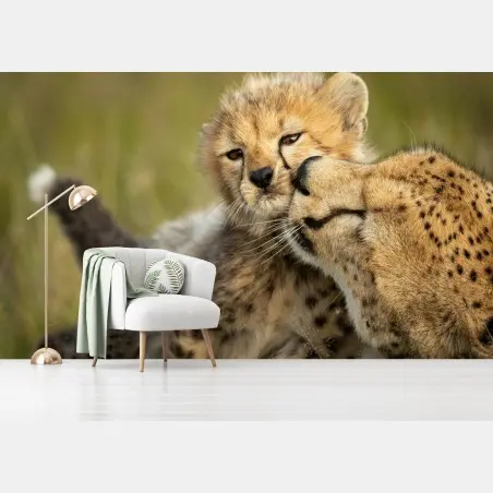 Wall mural cheetah mother and cub nuzzle • Wallissimo®