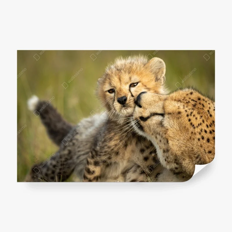 Wall mural cheetah mother and cub nuzzle