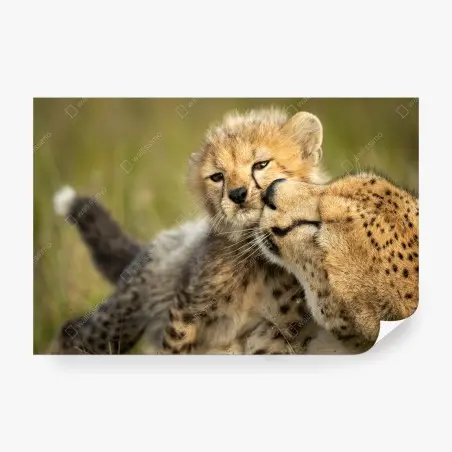 Wall mural cheetah mother and cub nuzzle • Wallissimo®