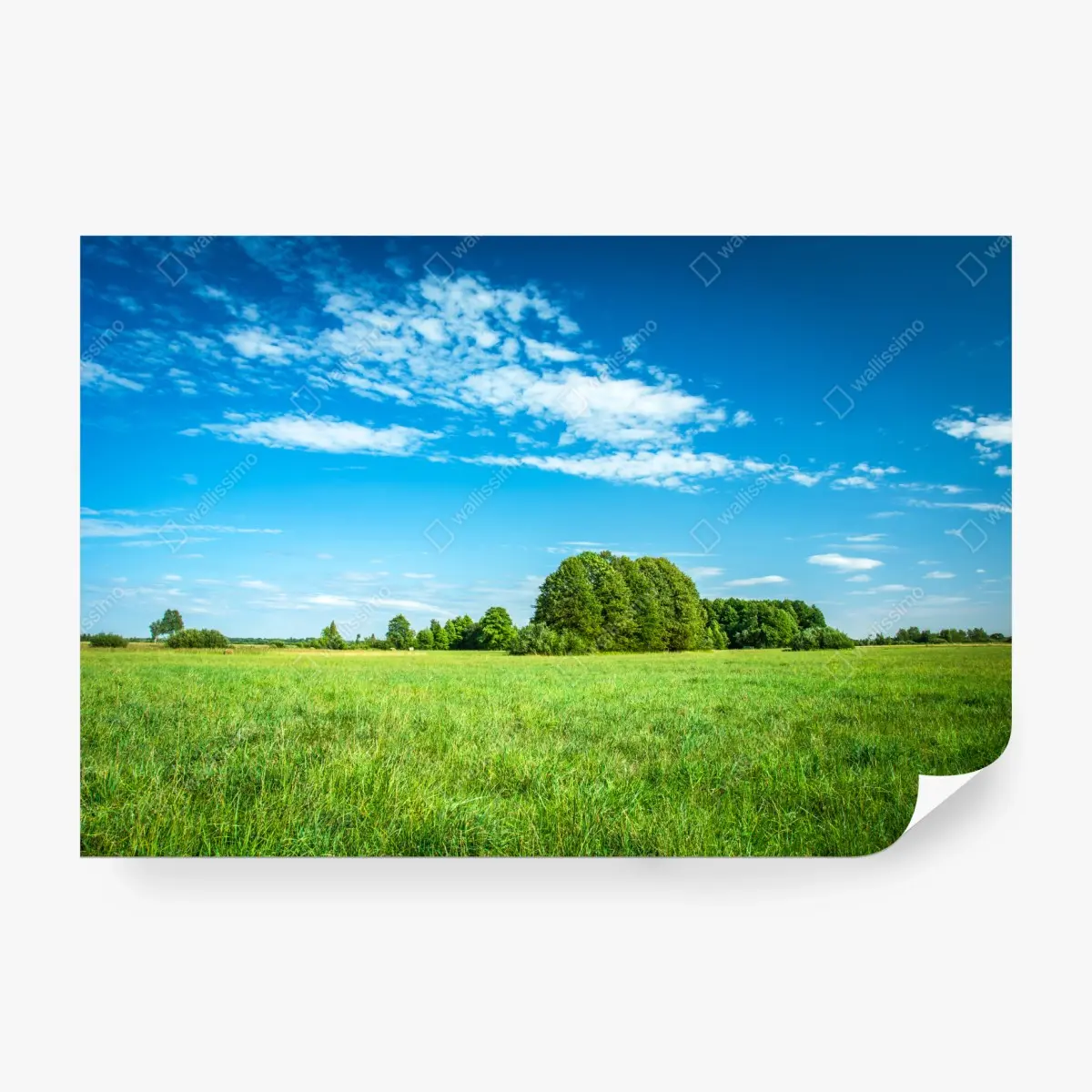 Wall mural sunlit green meadow under a blue sky • Wallissimo®