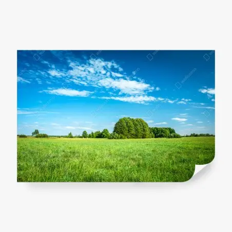 Wall mural sunlit green meadow under a blue sky • Wallissimo®