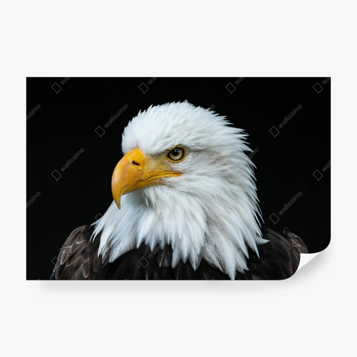 Wall mural majestic bald eagle portrait ⁕ Wallissimo® Wall mural majestic bald eagle portrait ⁕ Wallissimo®