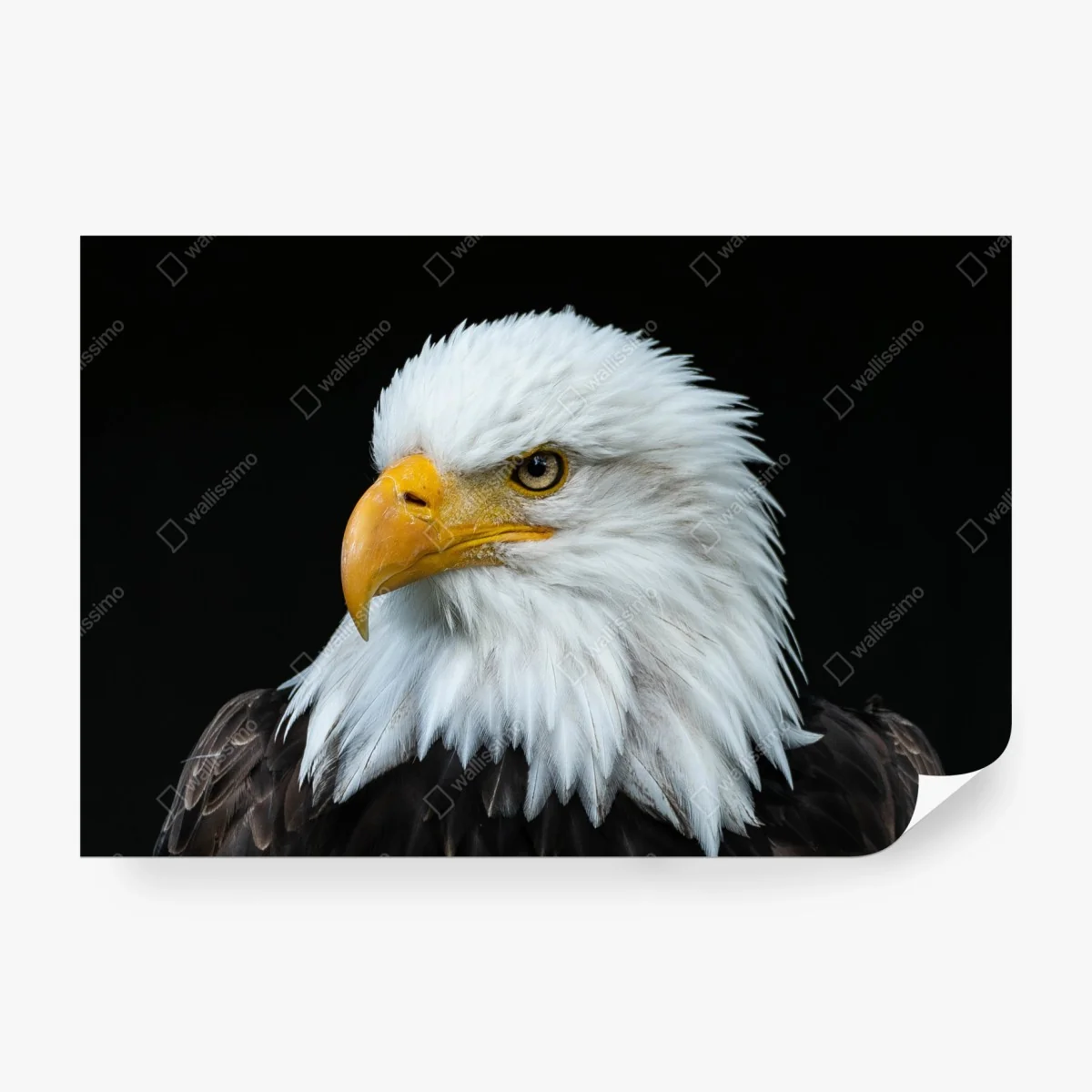 Wall mural majestic bald eagle portrait • Wallissimo® Wall mural majestic bald eagle portrait • Wallissimo®