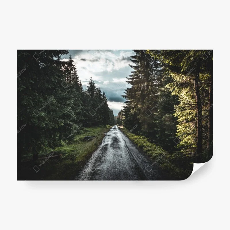 Wall mural forest road through misty pines