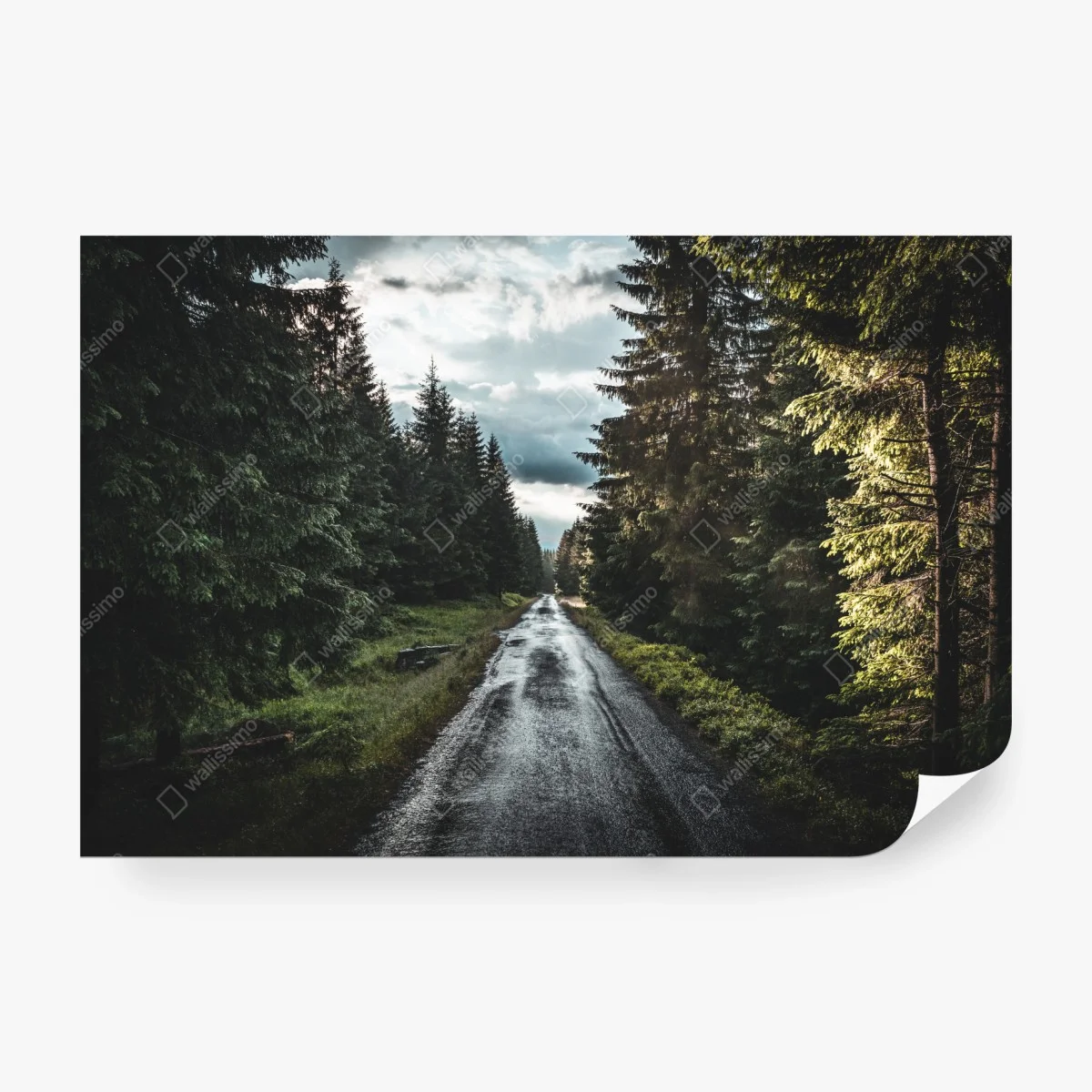 Wall mural forest road through misty pines • Wallissimo® Wall mural forest road through misty pines • Wallissimo®