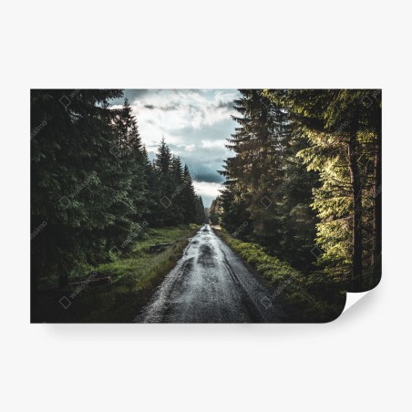 Wall mural forest road through misty pines • Wallissimo®