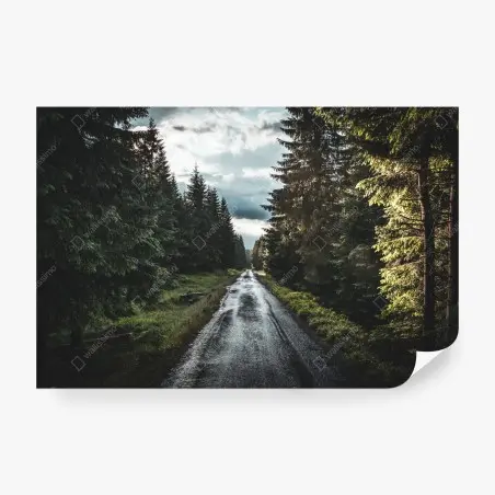 Wall mural forest road through misty pines • Wallissimo®