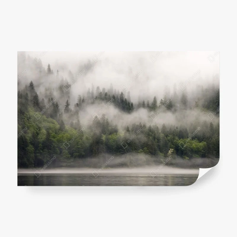 Wall mural misty coastal forest, British Columbia