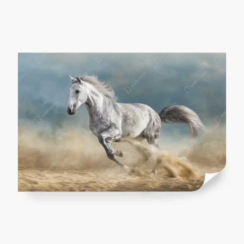 Wall mural majestic grey horse galloping in sand