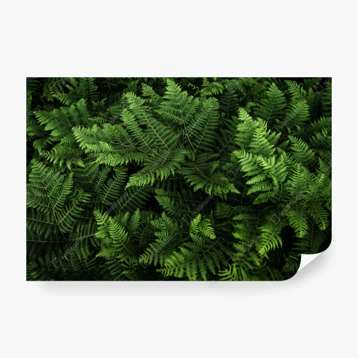 Wall mural lush green fern foliage • Wallissimo®