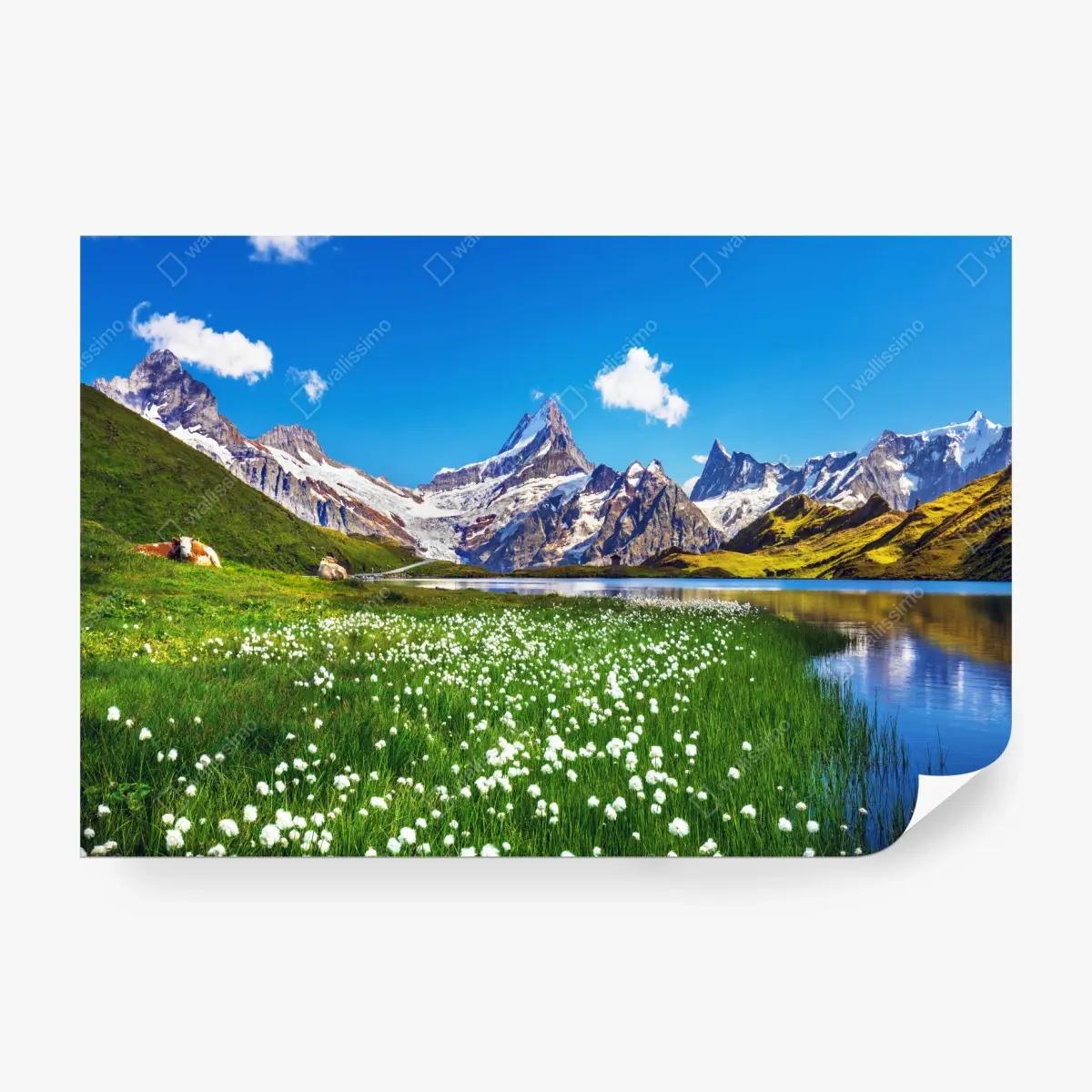 Wall mural alpine mountain lake with wildflower meadow • Wallissimo®