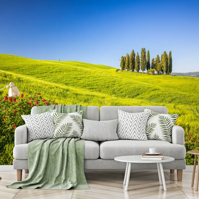 Wall mural sunlit rolling green hills with cypress trees • Wallissimo®