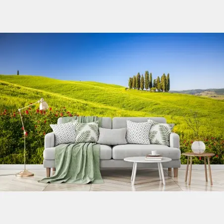 Wall mural sunlit rolling green hills with cypress trees • Wallissimo®