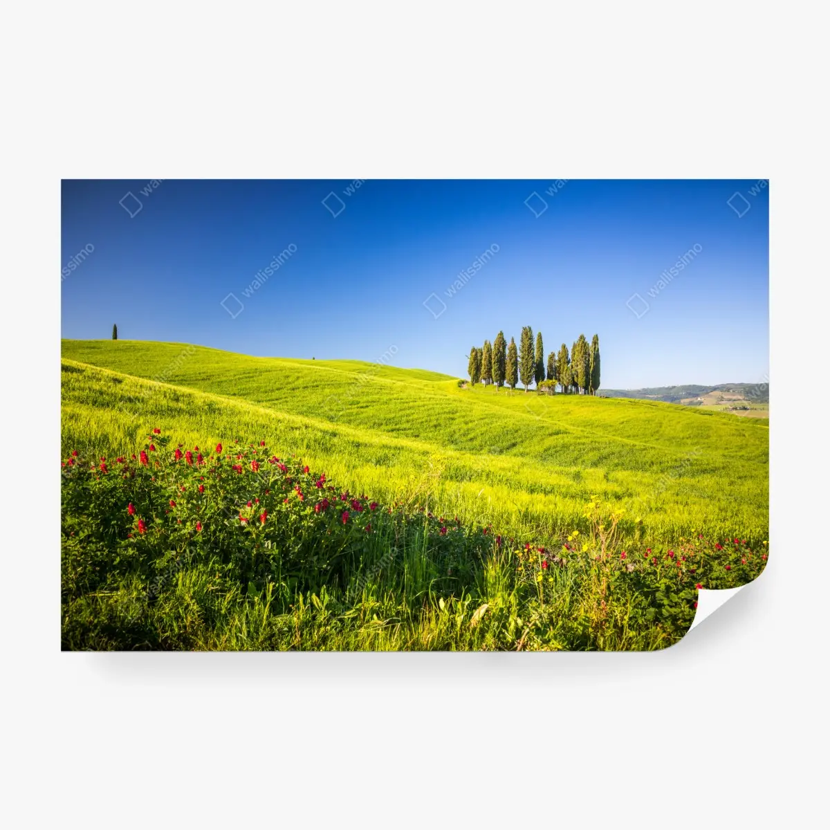 Wall mural sunlit rolling green hills with cypress trees • Wallissimo®